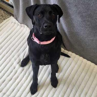 Enlarge Gunnie, an adoptable mixed breed in Jackson, MI image 2/6