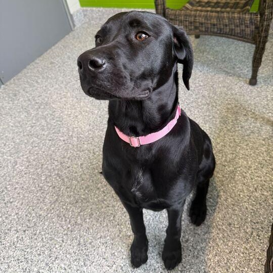 Enlarge Gunnie, an adoptable mixed breed in Jackson, MI image 5/6