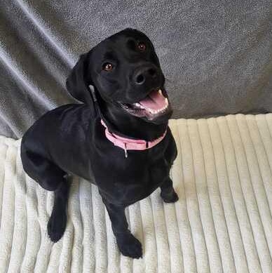 Enlarge Gunnie, an adoptable mixed breed in Jackson, MI image 3/6