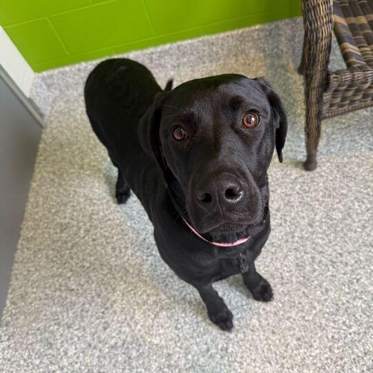 Enlarge Gunnie, an adoptable mixed breed in Jackson, MI image 4/6