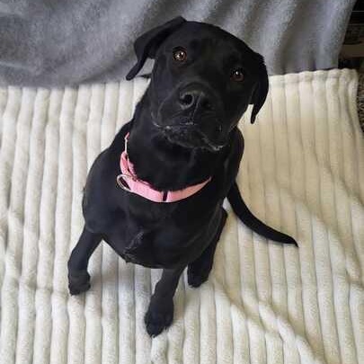 Gunnie, adoptable, Young Male German Shorthaired Pointer & Rottweiler.
