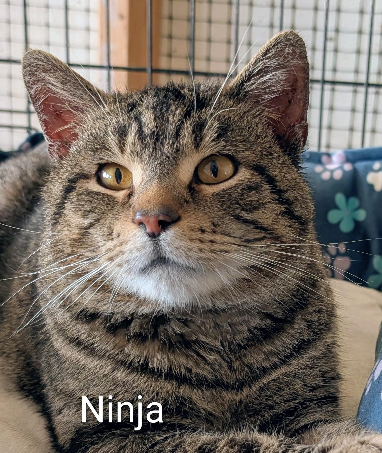 Enlarge Ninja, an adopted Domestic Short Hair in Colfax, IA image 1/1