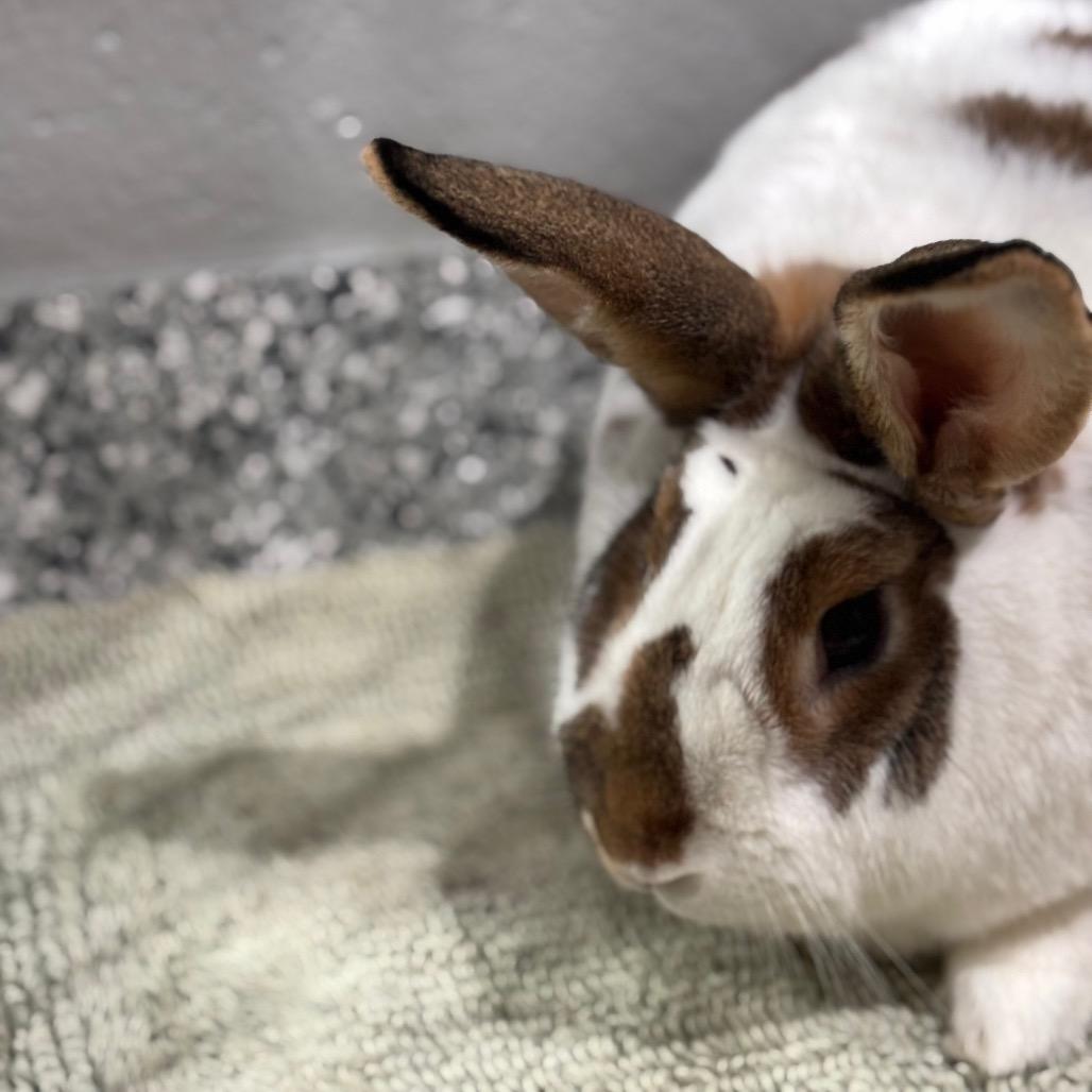 Silas, Adoptable, Adult Male Californian & New Zealand.