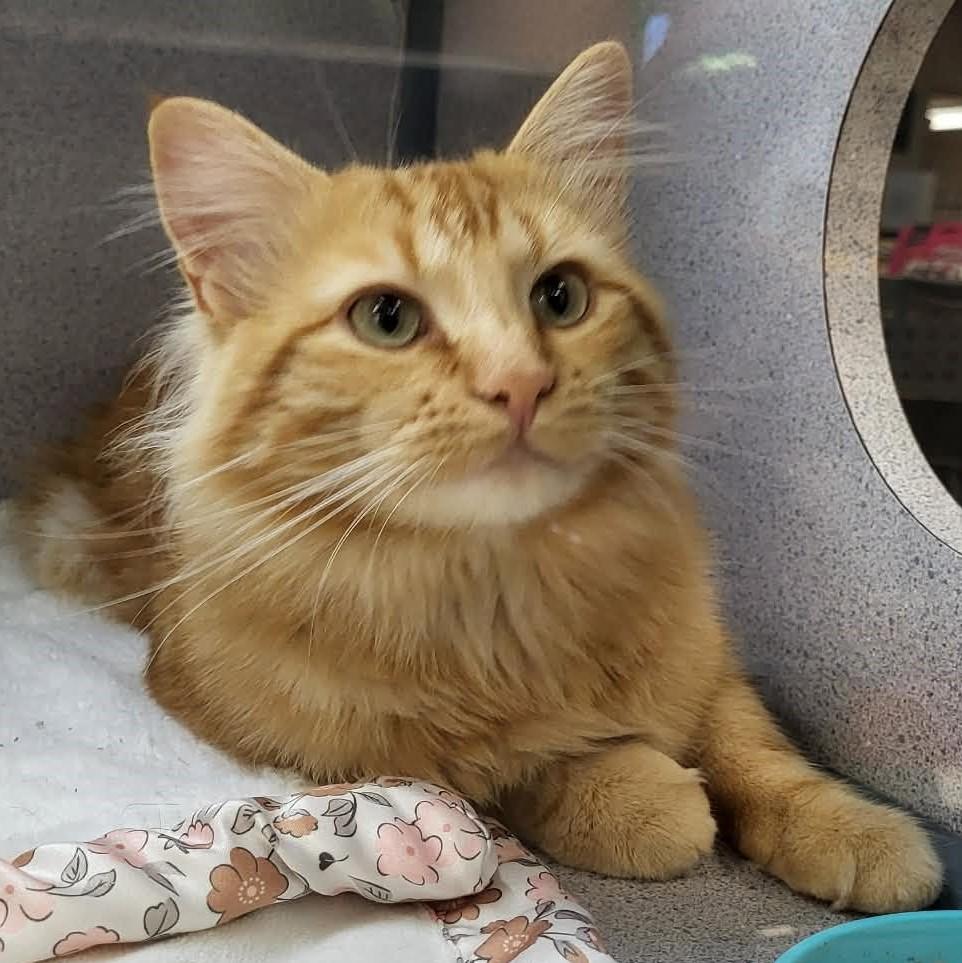 Enlarge Blondie, a Adoptable mixed breed in Canon City, CO image 2/2