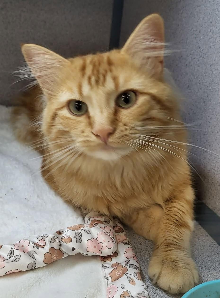 Blondie, Adoptable, Young Male Domestic Medium Hair.