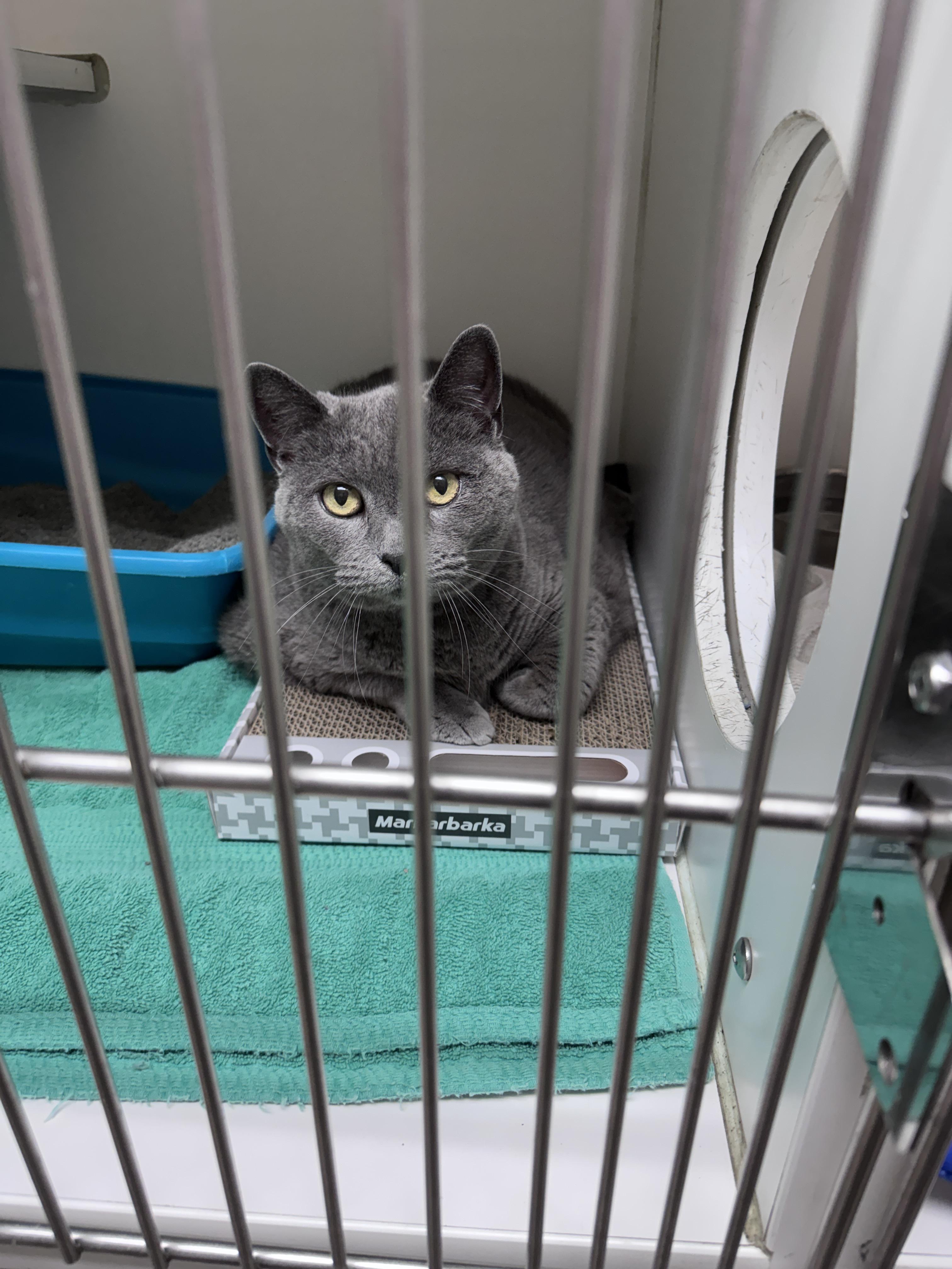 Quincy, a ADOPTABLE Russian Blue in Gainesville, FL image 3/5