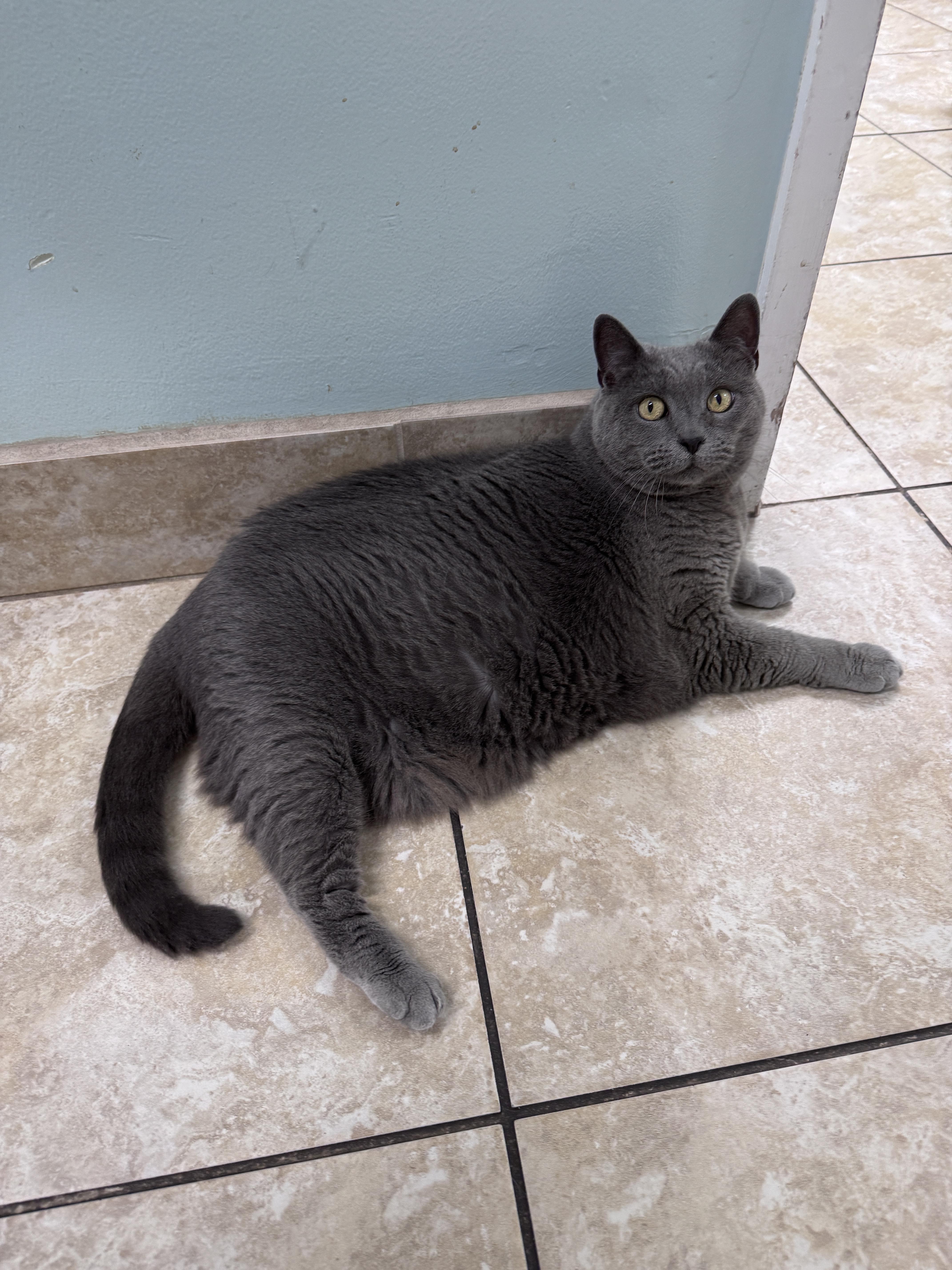 Quincy, a ADOPTABLE Russian Blue in Gainesville, FL image 2/5