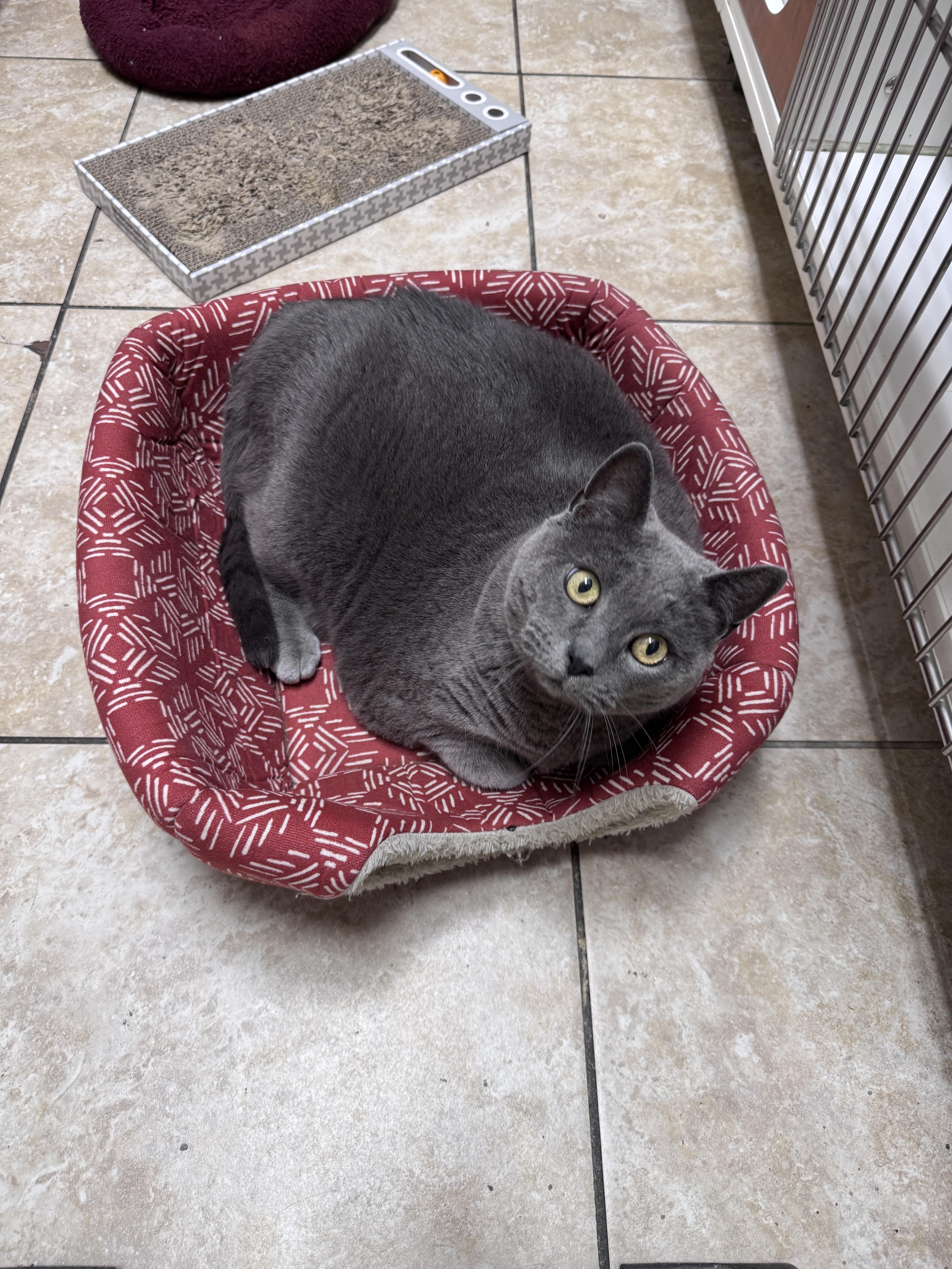 Quincy, a ADOPTABLE Russian Blue in Gainesville, FL image 5/5