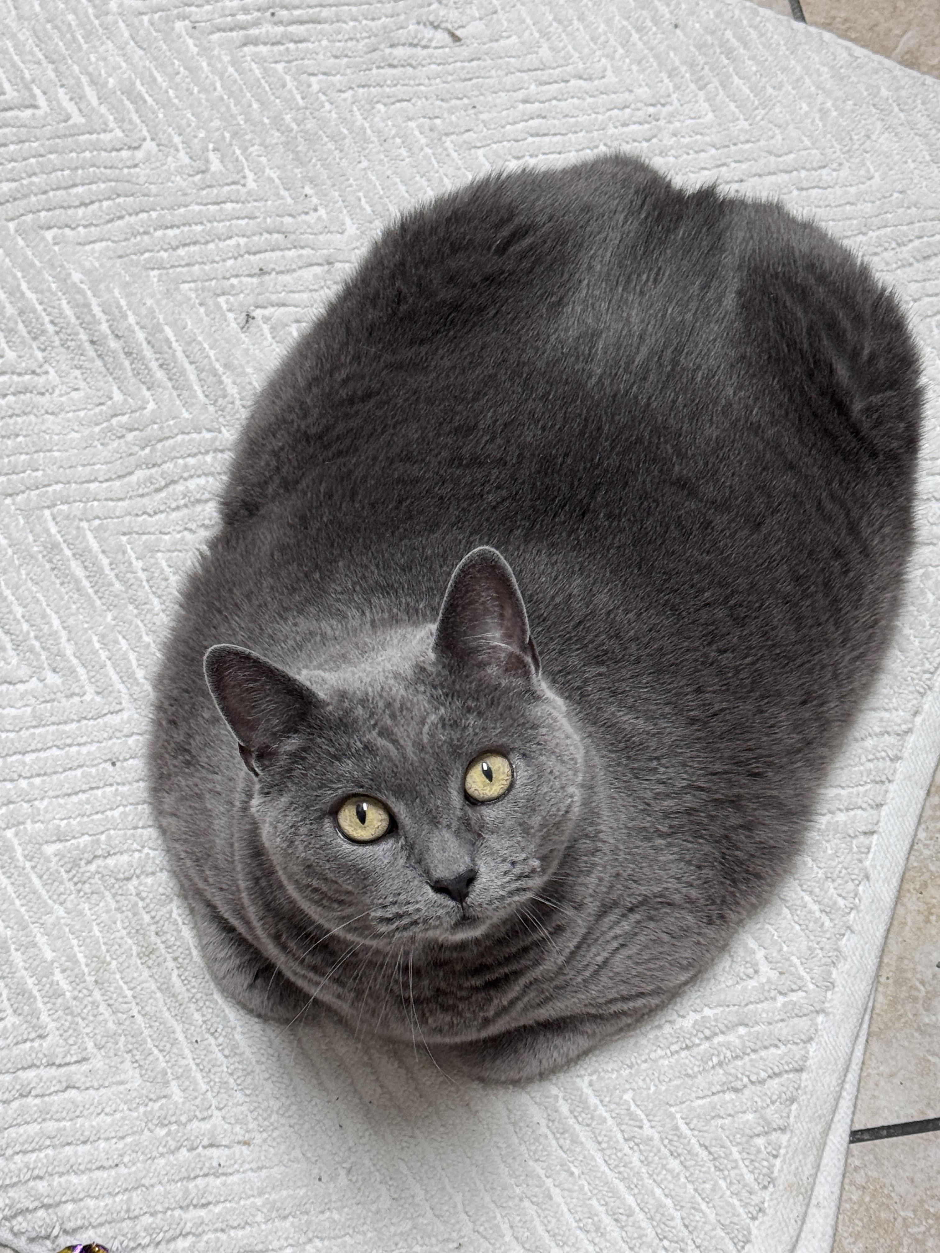 Quincy, ADOPTABLE, Senior Female Russian Blue.