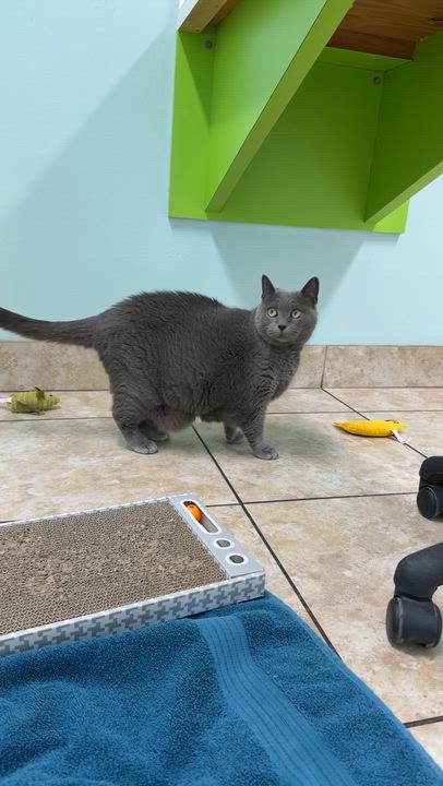 Enlarge Quincy, a ADOPTABLE Russian Blue in Gainesville, FL video 4/5