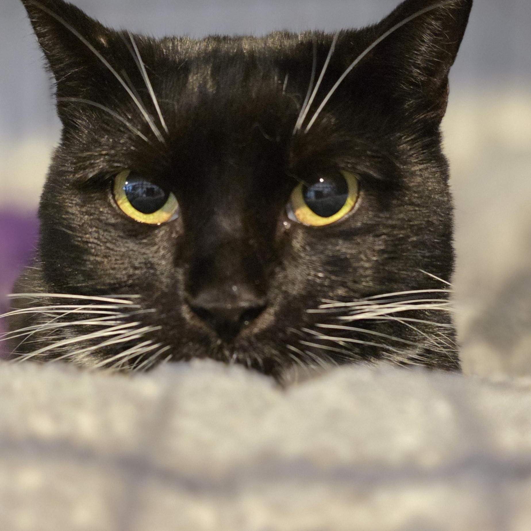 Enlarge Sienna: A Timeless Beauty!, a Adoptable Tuxedo in North Bergen, NJ image 2/4