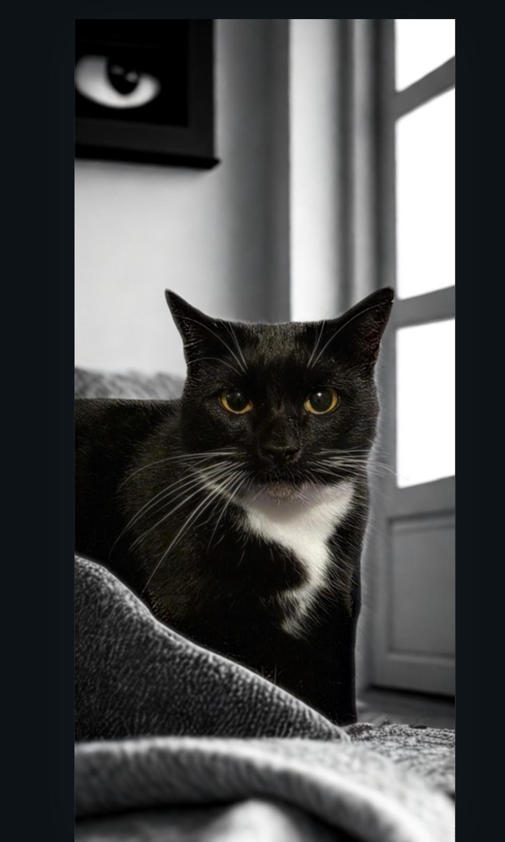 Enlarge Sienna: A Timeless Beauty!, a Adoptable Tuxedo in North Bergen, NJ image 3/4