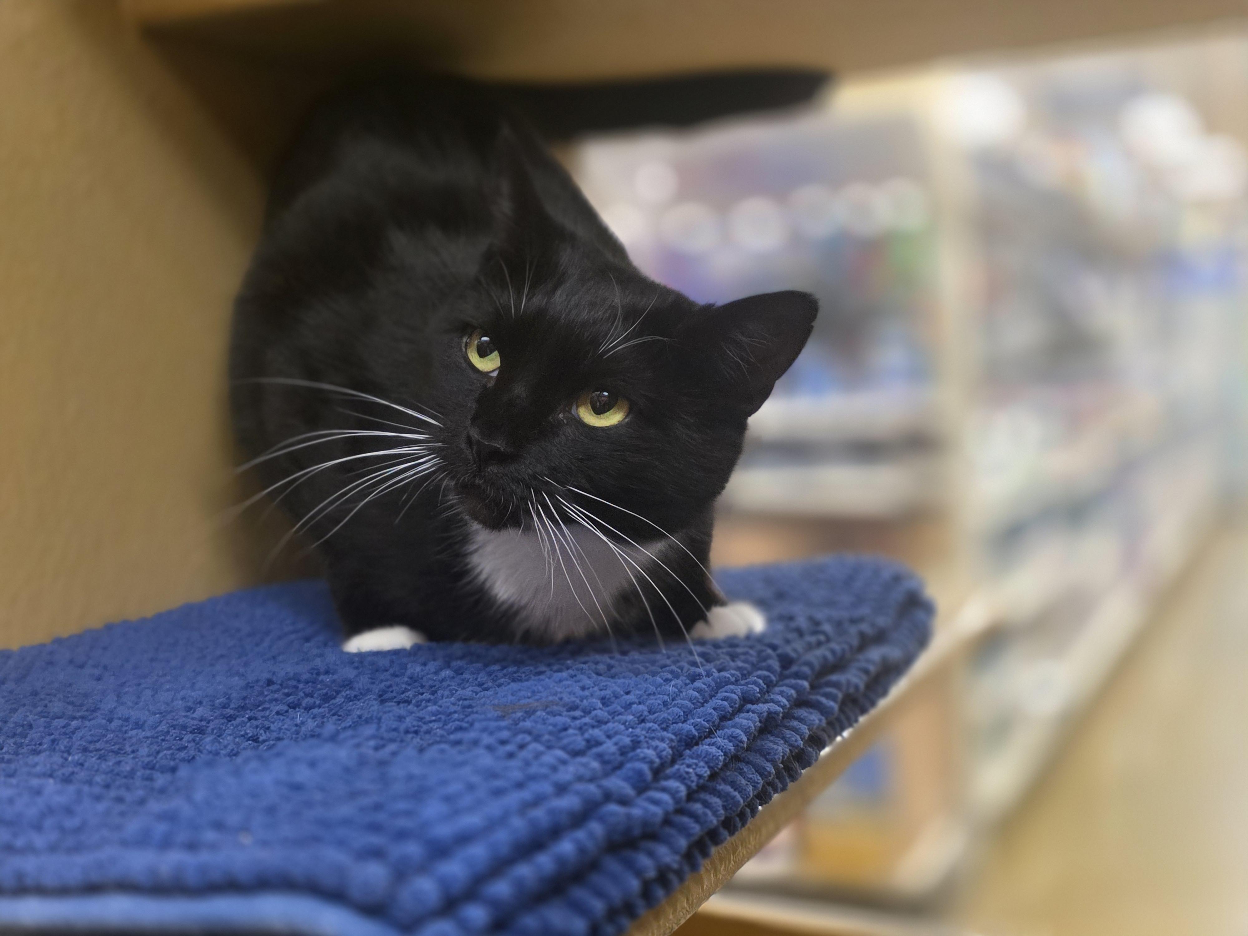 Enlarge Sienna: A Timeless Beauty!, a Adoptable Tuxedo in North Bergen, NJ image 3/5