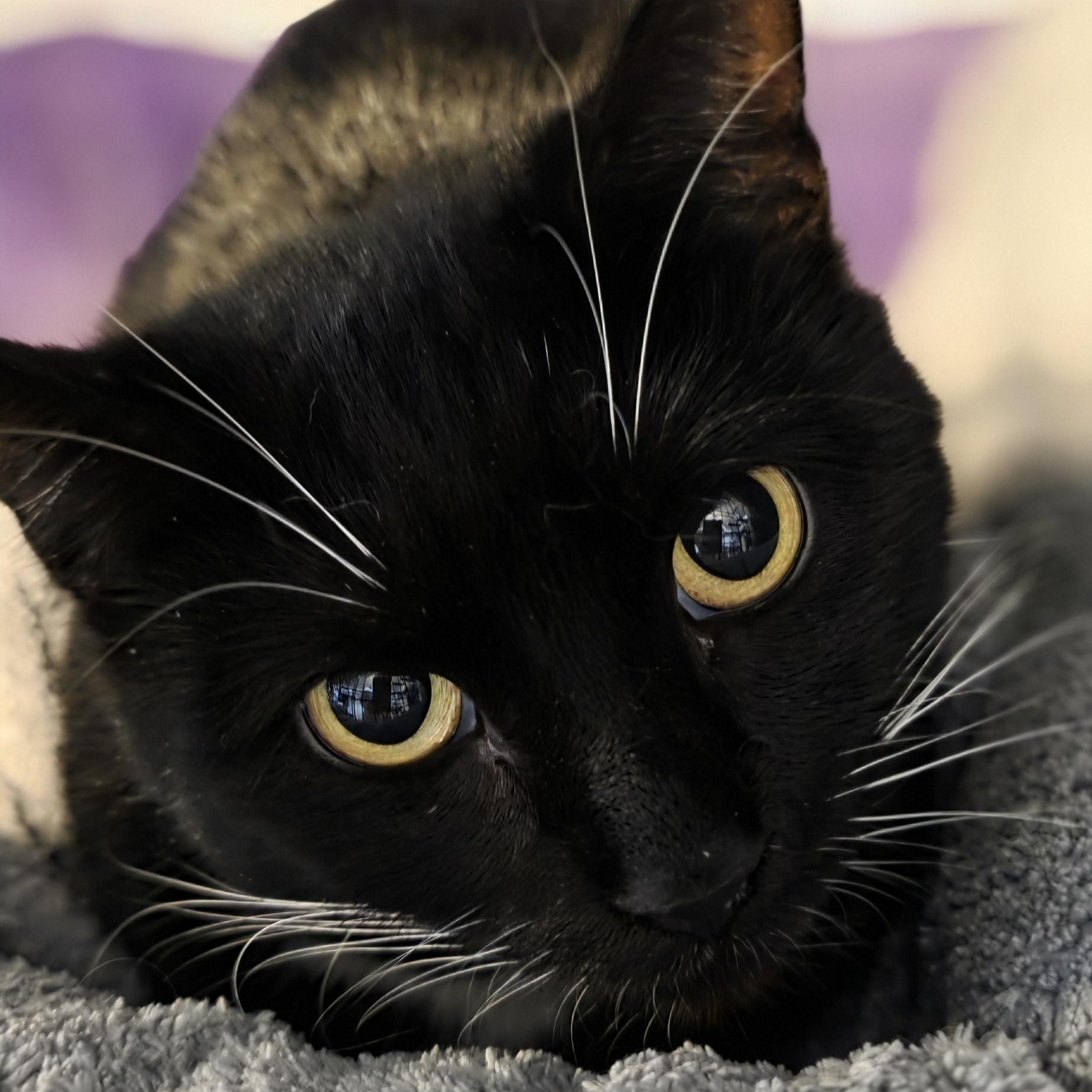 Enlarge Sienna: A Timeless Beauty!, a Adoptable Tuxedo in North Bergen, NJ image 1/4