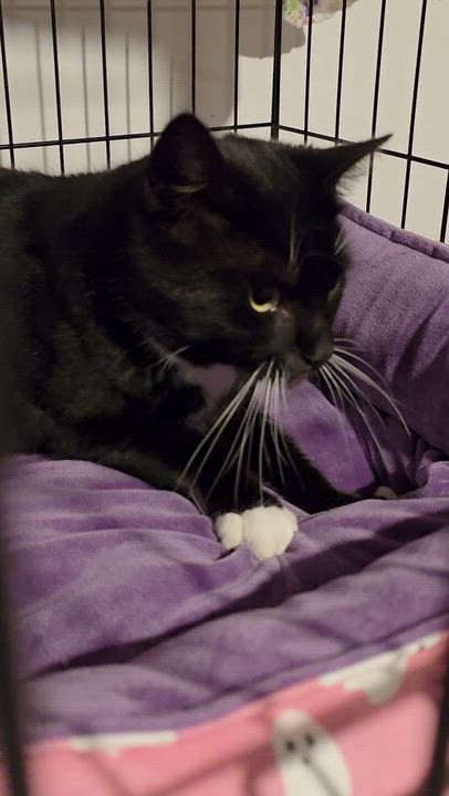 Enlarge Sienna: A Timeless Beauty!, a Adoptable Tuxedo in North Bergen, NJ video 4/4