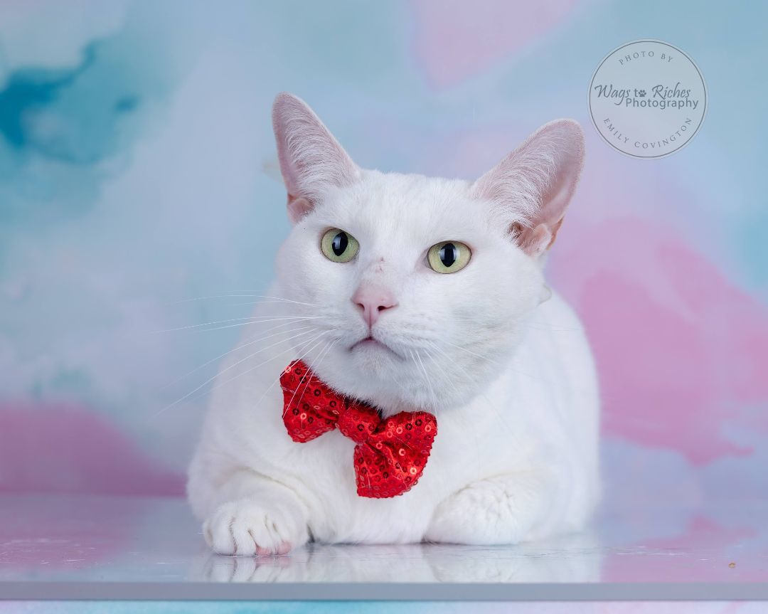 Frosty, a Adoptable Turkish Angora in Tuscaloosa, AL image 1/6