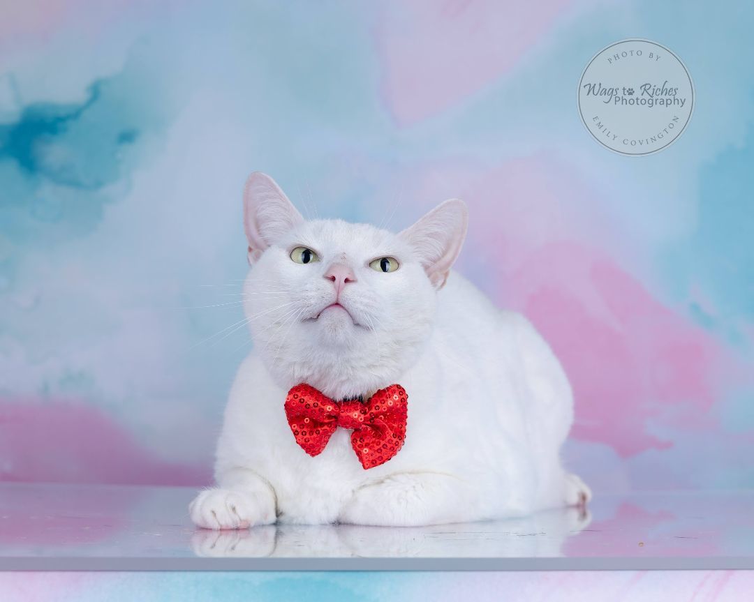 Frosty, a Adoptable Turkish Angora in Tuscaloosa, AL image 6/6