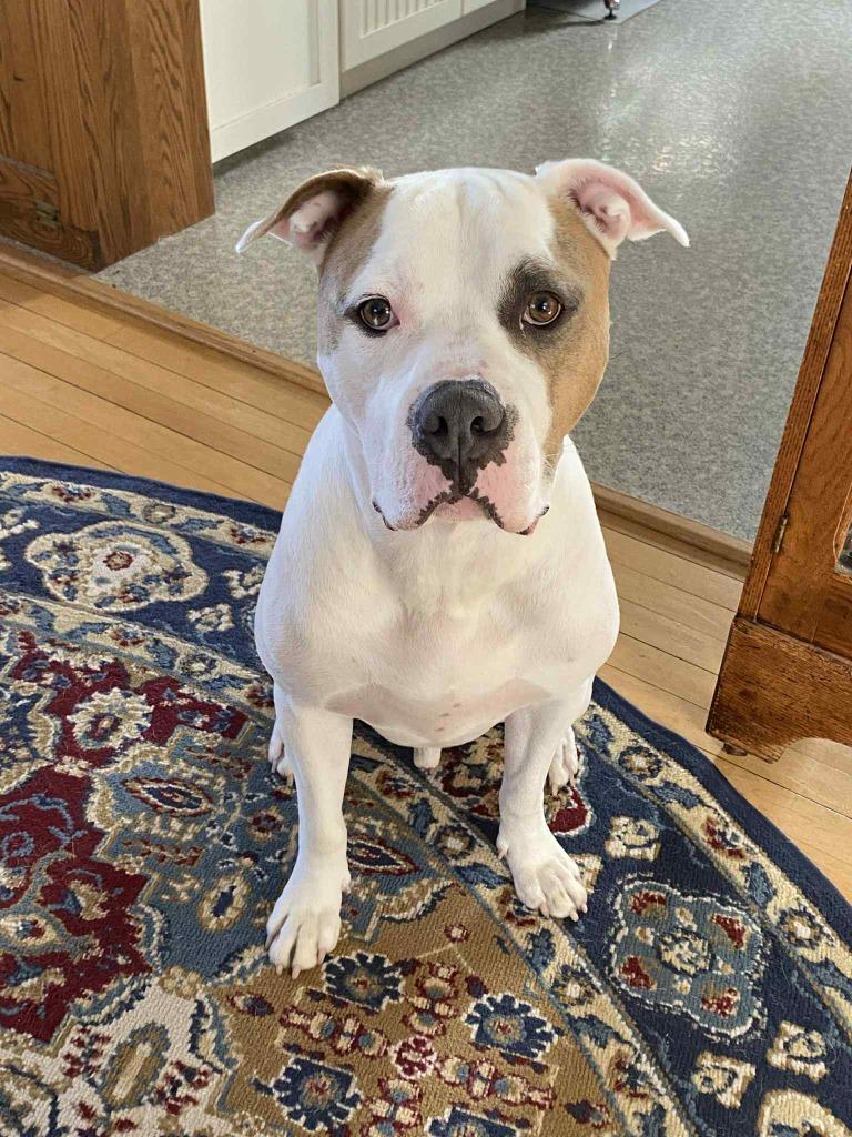 Buster, a Adoptable mixed breed in Ashland, WI image 1/6