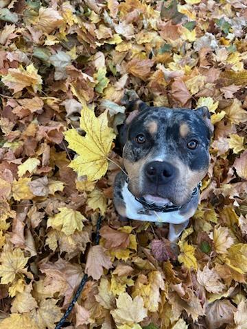 Tyke - Courtesy Listing see info, an adoptable American Staffordshire Terrier, American Bulldog in Polson, MT, 59860 | Photo Image 6