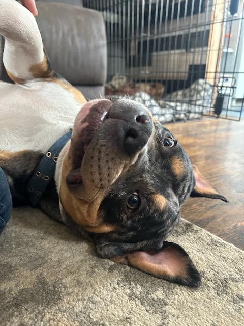 Tyke - Courtesy Listing see info, an adoptable American Staffordshire Terrier, American Bulldog in Polson, MT, 59860 | Photo Image 2