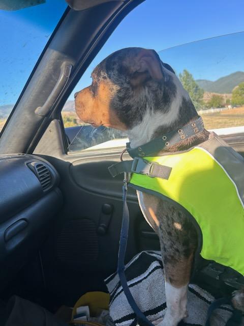 Enlarge Tyke - Courtesy Listing see info, a Adoptable mixed breed in Polson, MT image 3/6