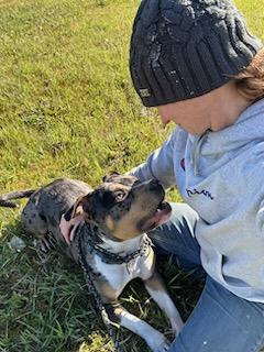 Tyke - Courtesy Listing see info, an adoptable American Staffordshire Terrier, American Bulldog in Polson, MT, 59860 | Photo Image 4