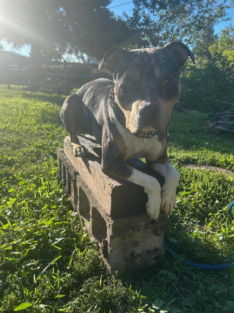 Tyke - Courtesy Listing see info, an adoptable American Staffordshire Terrier, American Bulldog in Polson, MT, 59860 | Photo Image 5