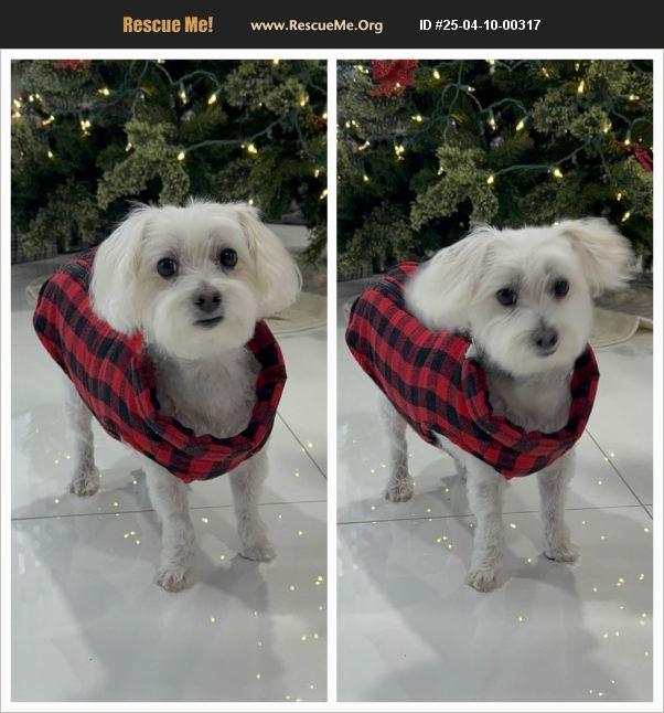 Enlarge Mushu, a Adoptable Maltese in Miami, FL image 1/1