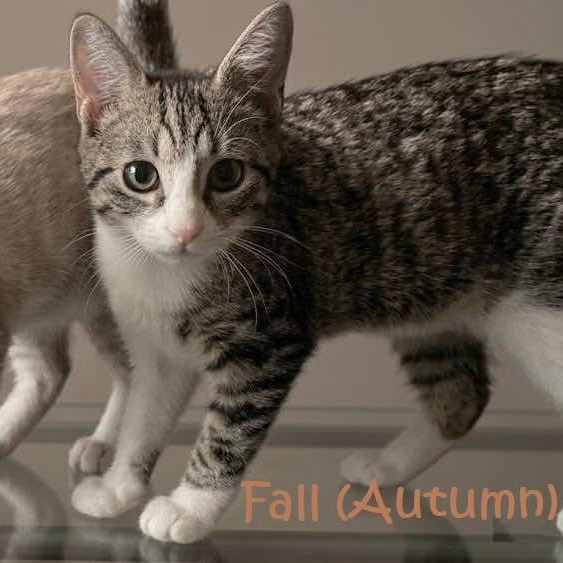 Enlarge Autumn, a Adoptable mixed breed in Houston, TX image 3/3