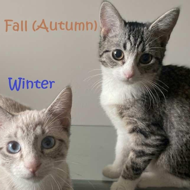 Enlarge Autumn, a Adoptable mixed breed in Houston, TX image 2/3
