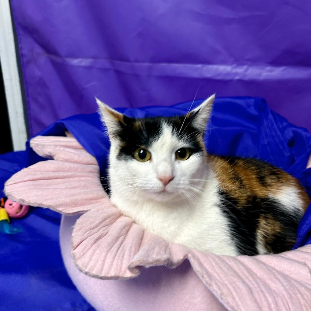 Enlarge Luna 3, a Adoptable Domestic Medium Hair in North Myrtle Beach, SC image 1/1