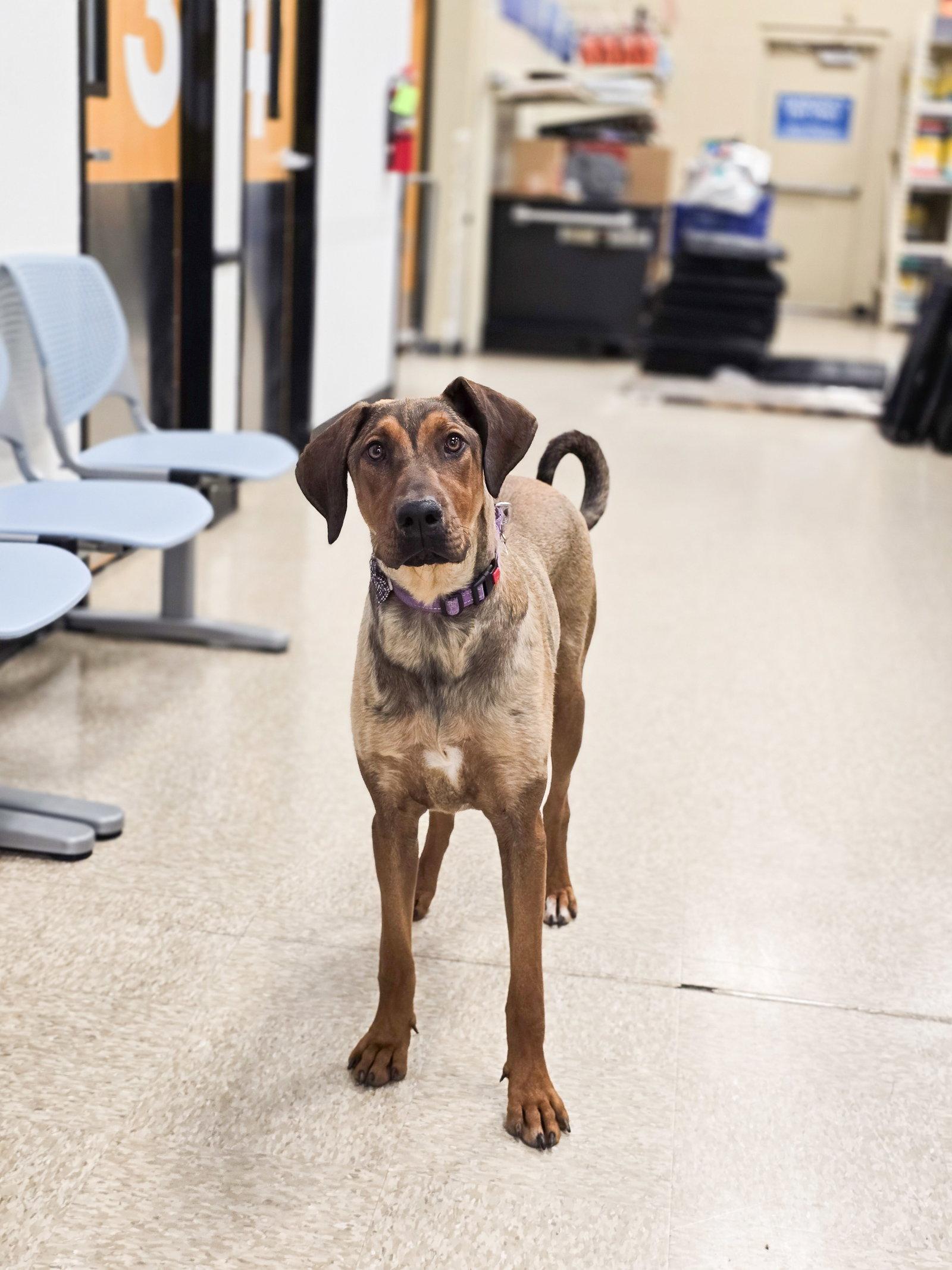 Vinni, Adoptable, Adult Male Doberman Pinscher.