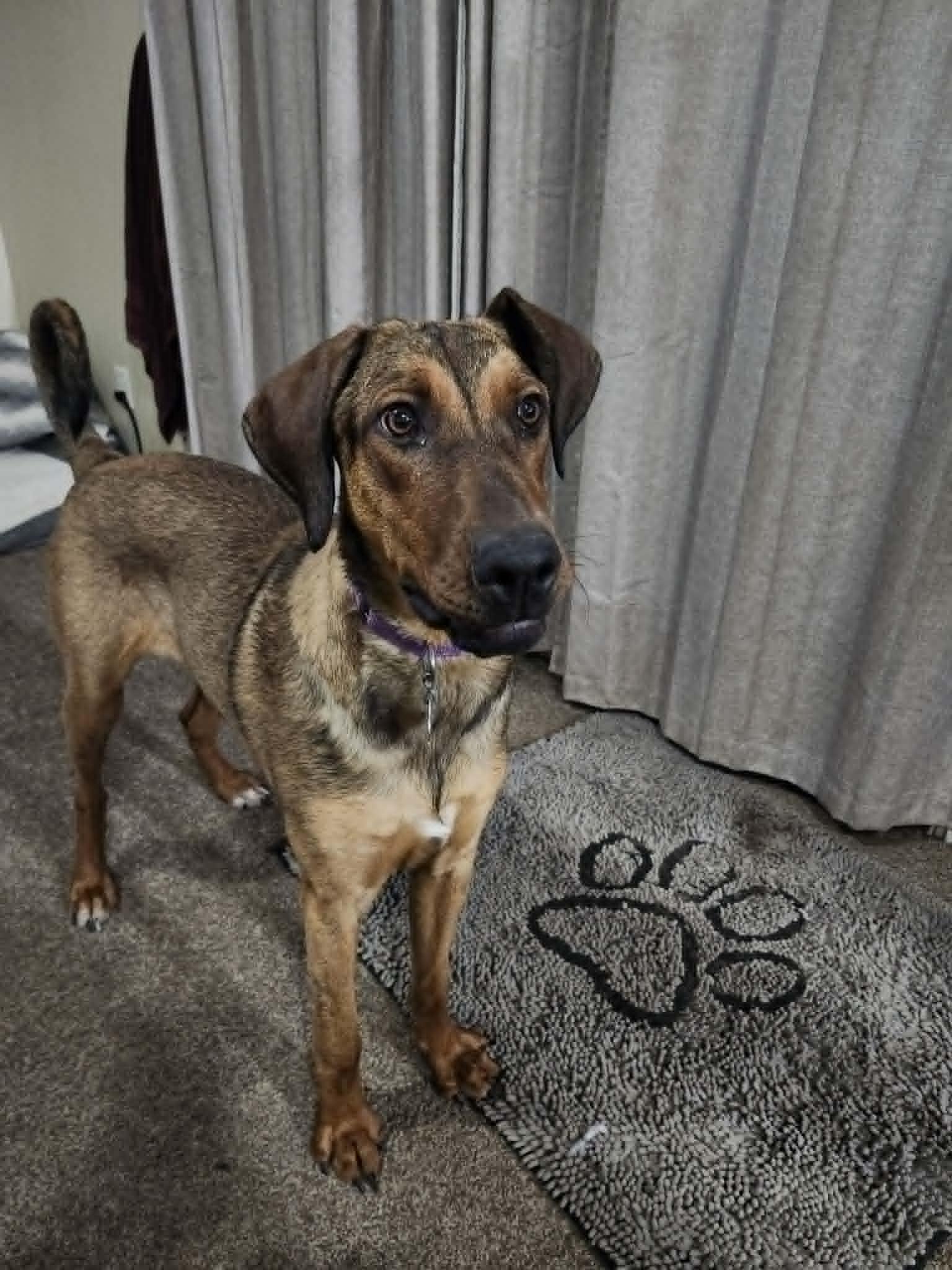 Vinni, Adoptable, Young Male Doberman Pinscher.