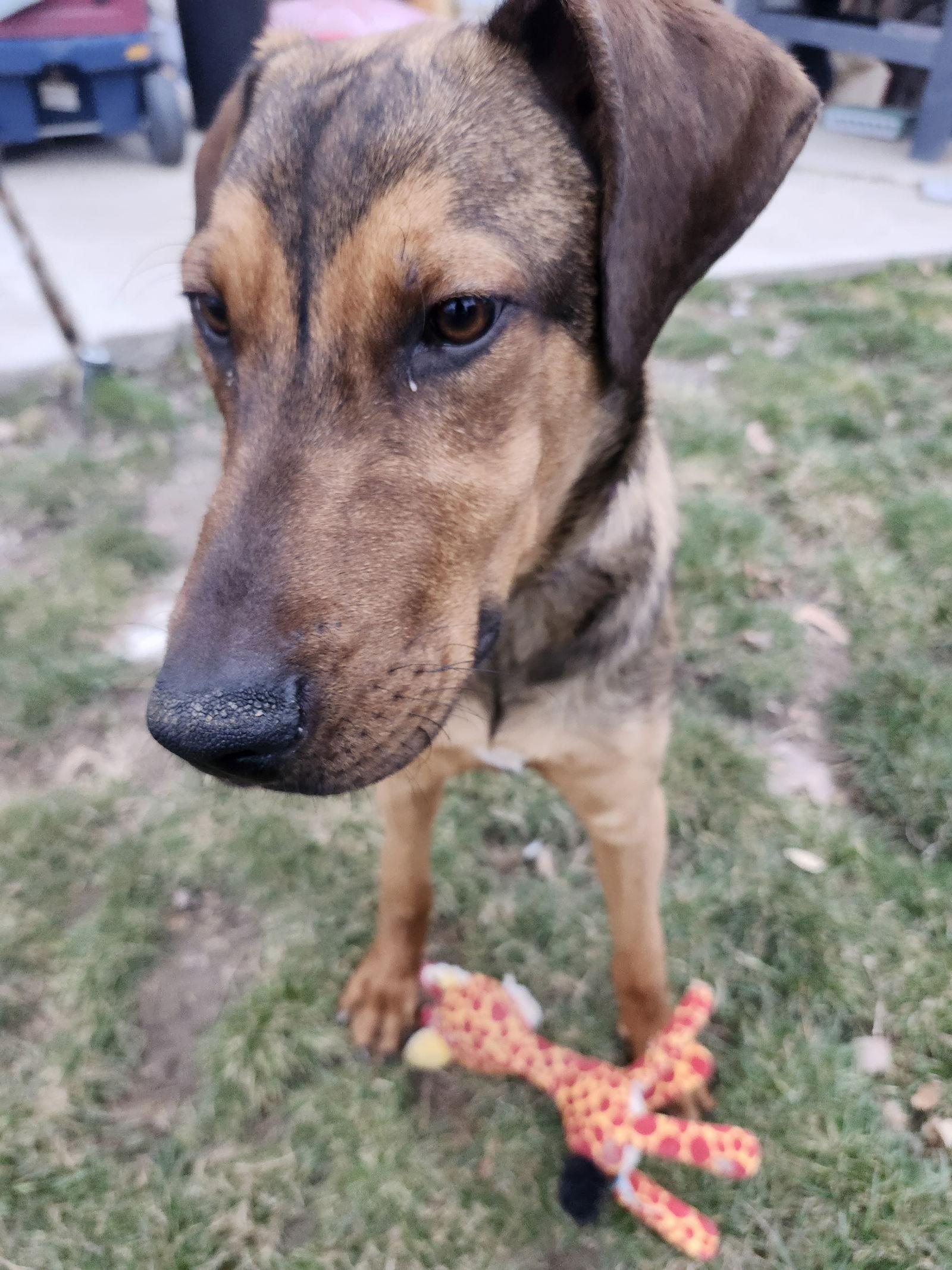 Enlarge Vinni, a Adoptable Doberman Pinscher in Salt Lake City, UT image 1/3