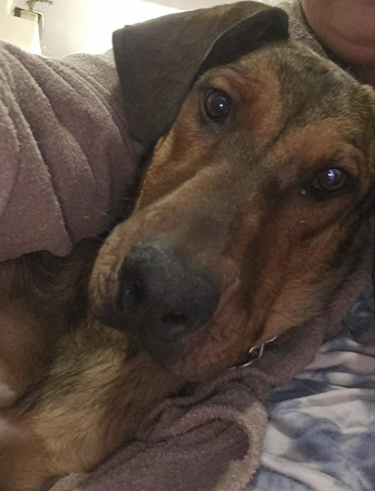 Vinni, a Adoptable Doberman Pinscher in Salt Lake City, UT image 2/3