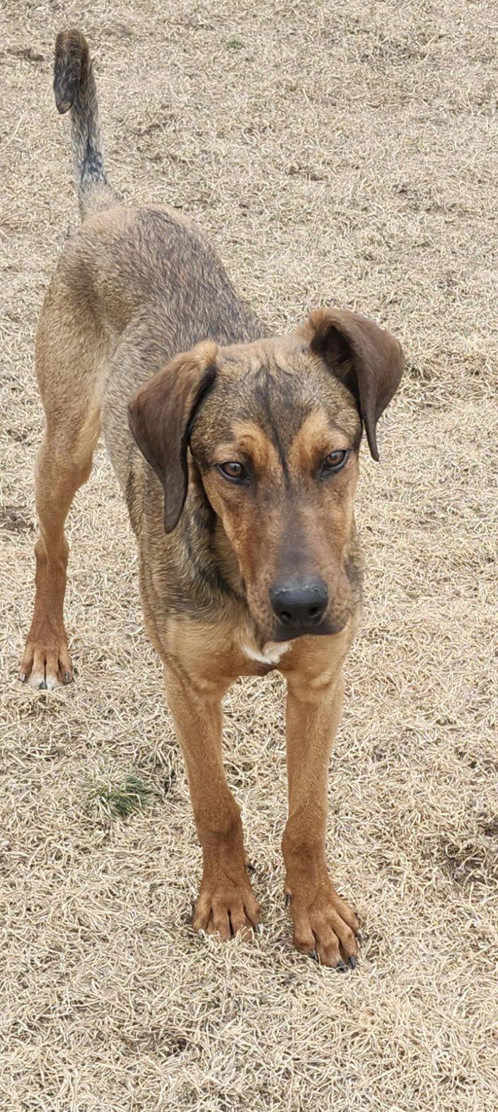 Enlarge Vinni, a Adoptable Doberman Pinscher in Salt Lake City, UT image 3/3