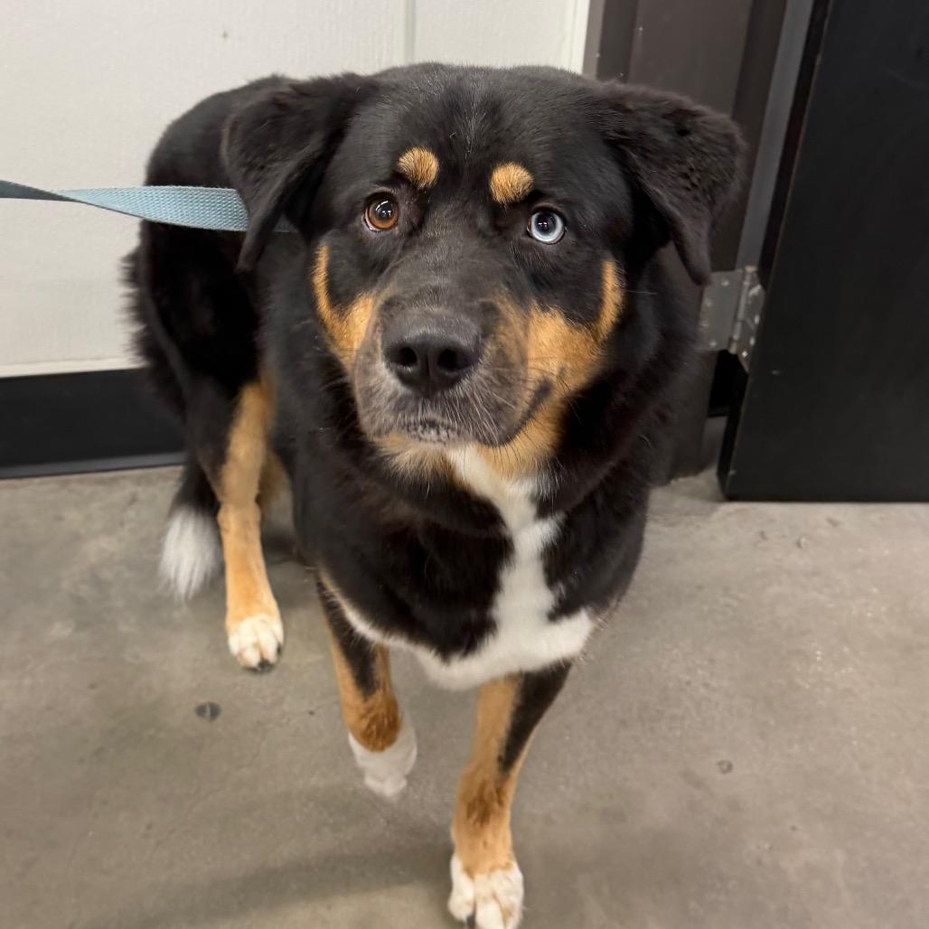 Kobe, Adoptable, Adult Male Rottweiler & Husky.