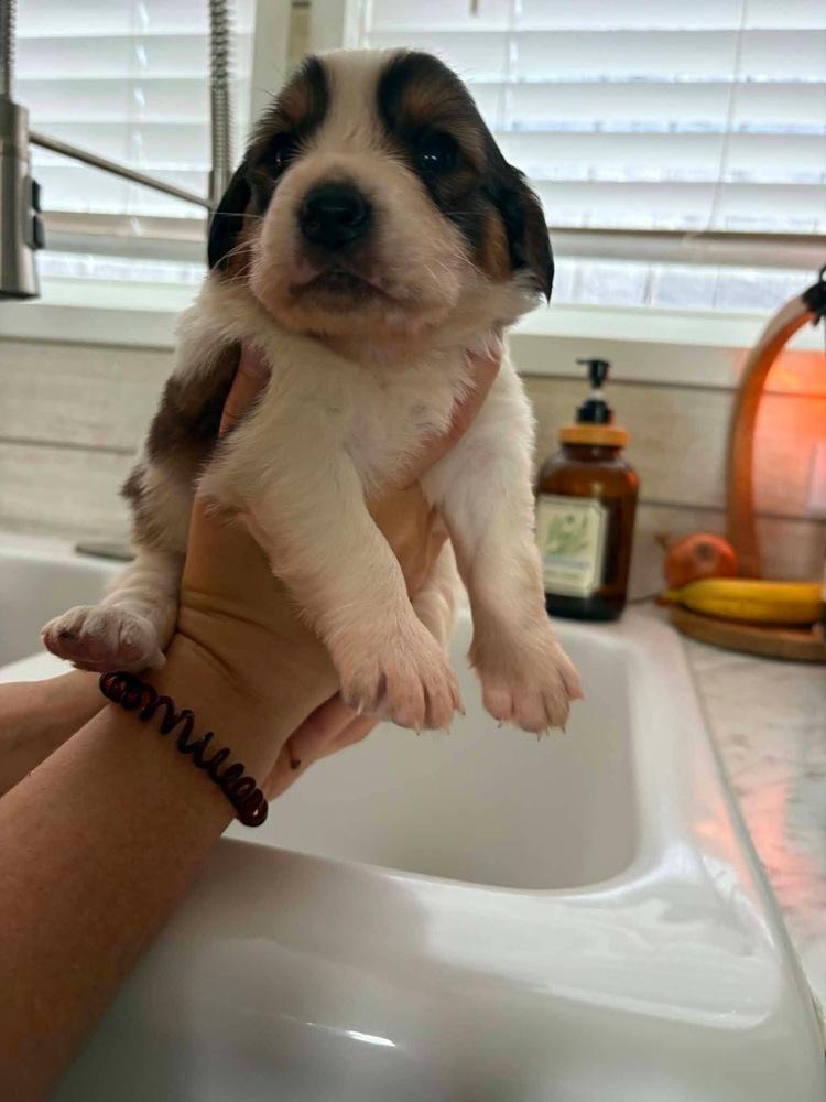 Ice Age :, Adopted, Puppy Female Saint Bernard & Spaniel.
