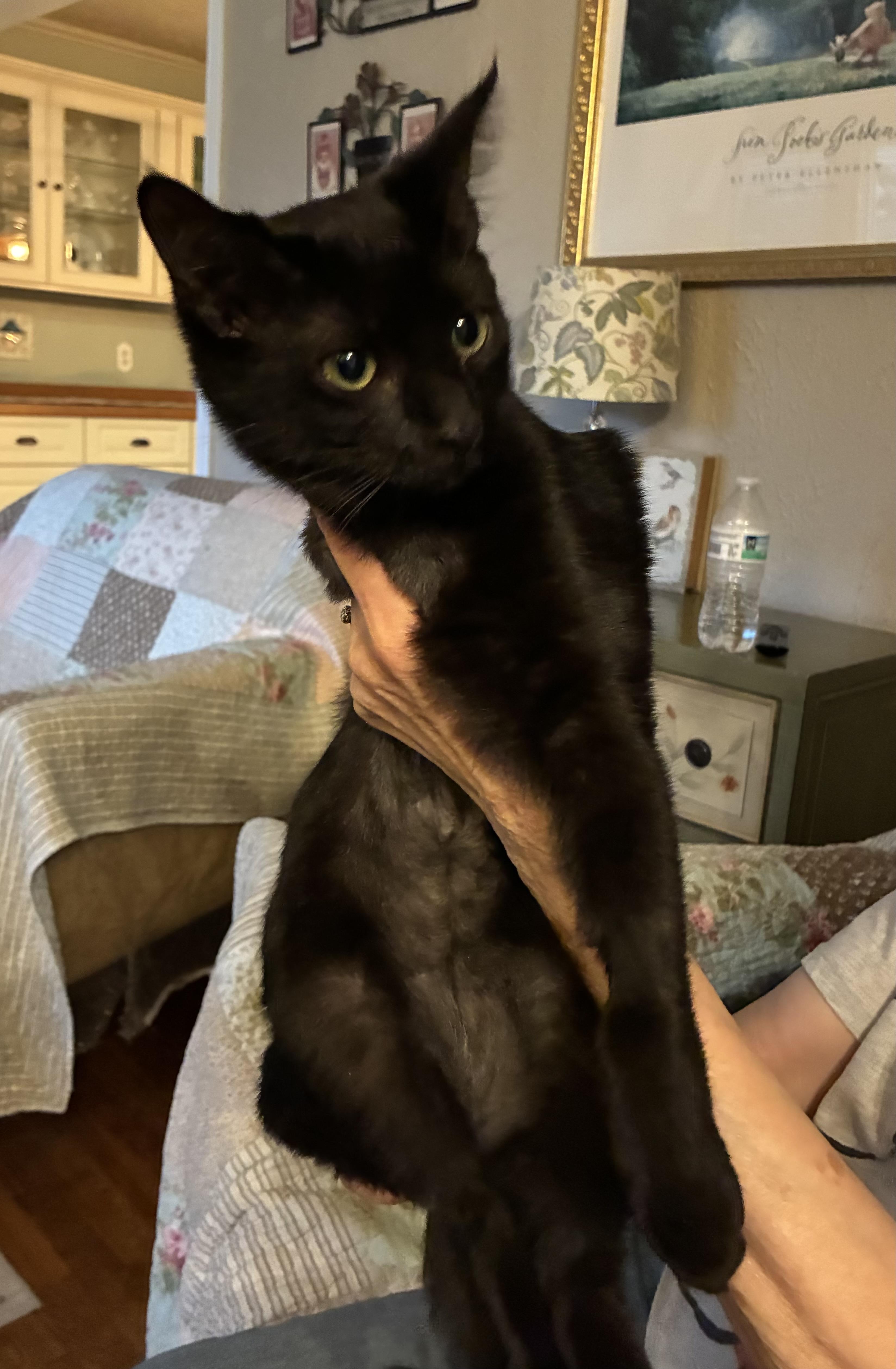 Enlarge Penelope, a Adoptable Domestic Short Hair in Macomb, MI image 3/4