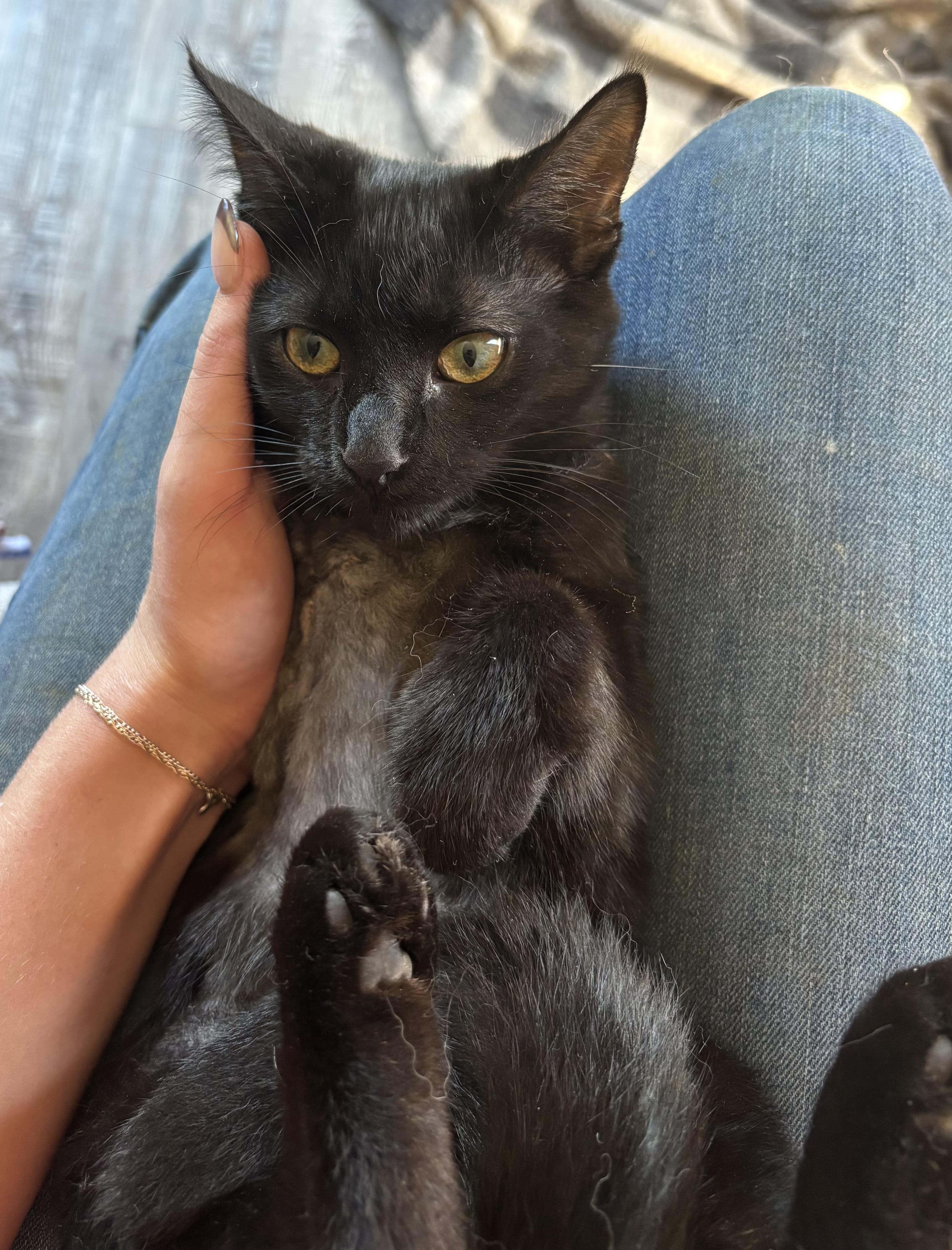Enlarge Penelope, a Adoptable Domestic Short Hair in Macomb, MI image 4/4