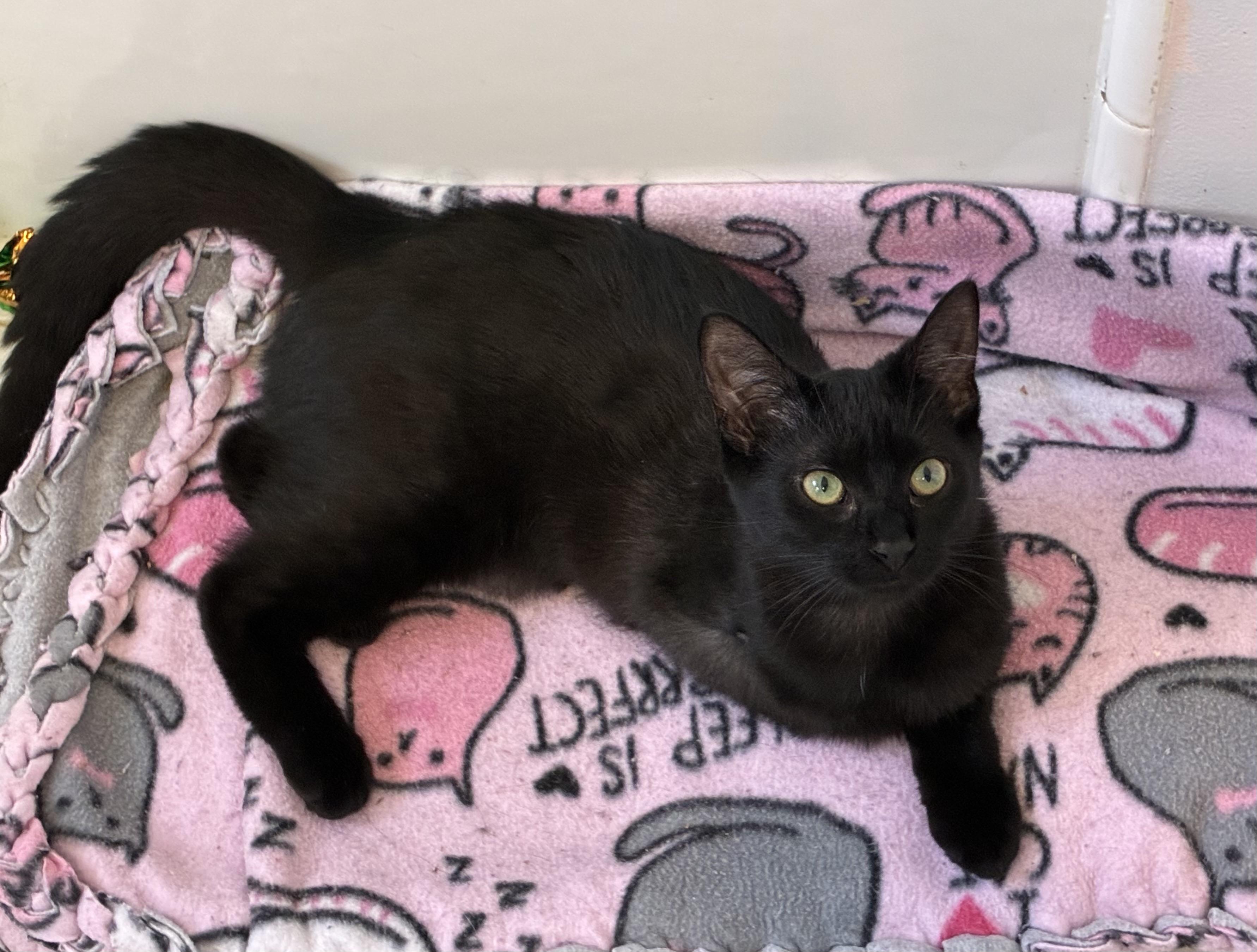 Penelope, Adoptable, Kitten Female Domestic Short Hair.