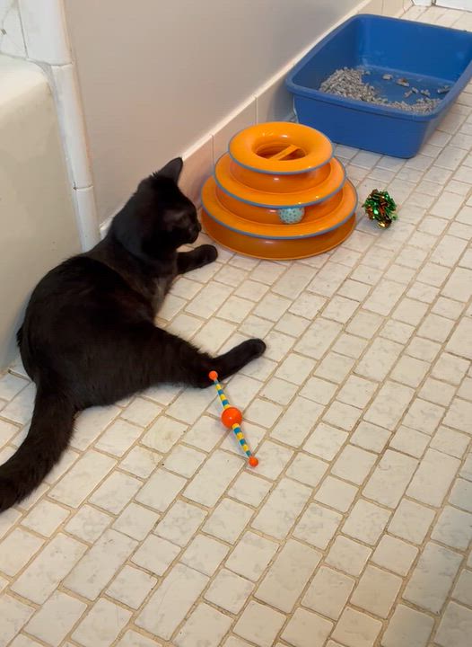 Enlarge Penelope, a Adoptable Domestic Short Hair in Macomb, MI video 2/4