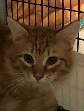 Shredder, a Adoptable Domestic Long Hair in Independence, MO image 1/6
