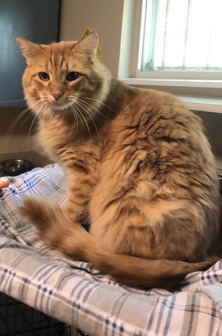 Shredder, a Adoptable Domestic Long Hair in Independence, MO image 3/6