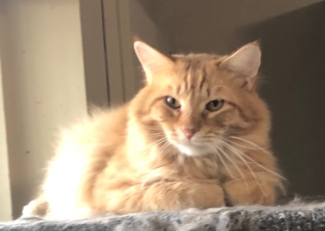 Shredder, a Adoptable Domestic Long Hair in Independence, MO image 4/6