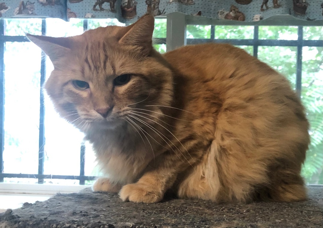 Shredder, a Adoptable Domestic Long Hair in Independence, MO image 5/6