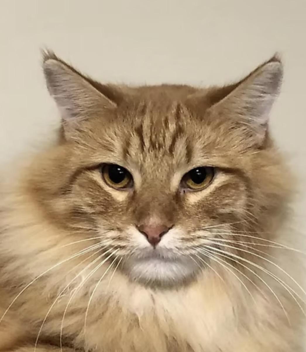Enlarge Shredder, a Adoptable Domestic Long Hair in Independence, MO image 1/5