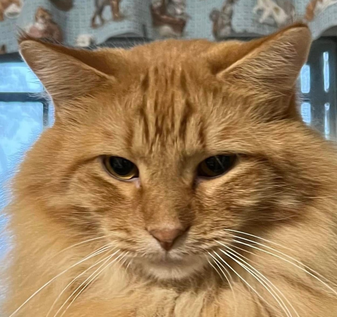 Shredder, a Adoptable Domestic Long Hair in Independence, MO image 6/6