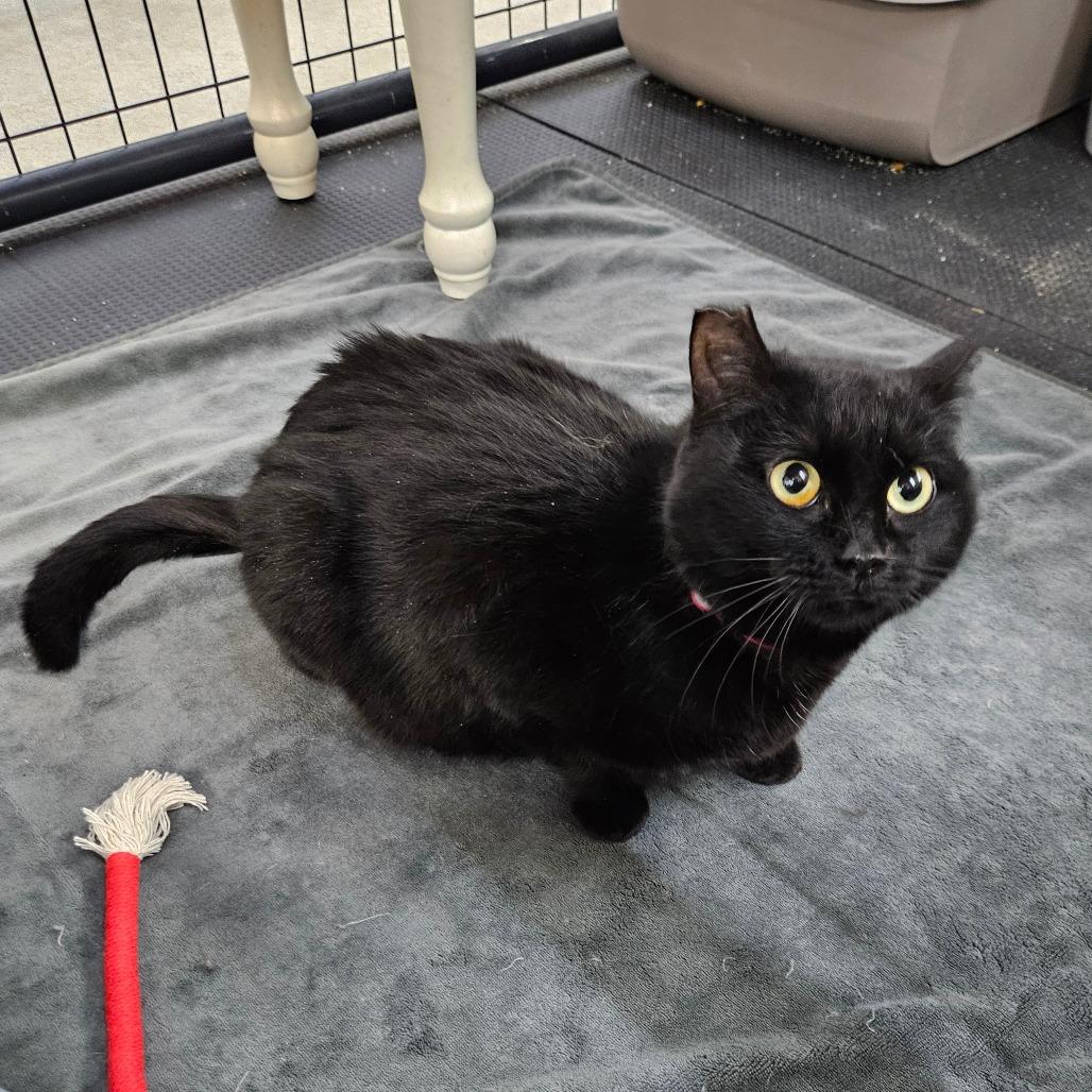 Tilly-dark pink collar, Adoptable, Adult Female Domestic Short Hair.