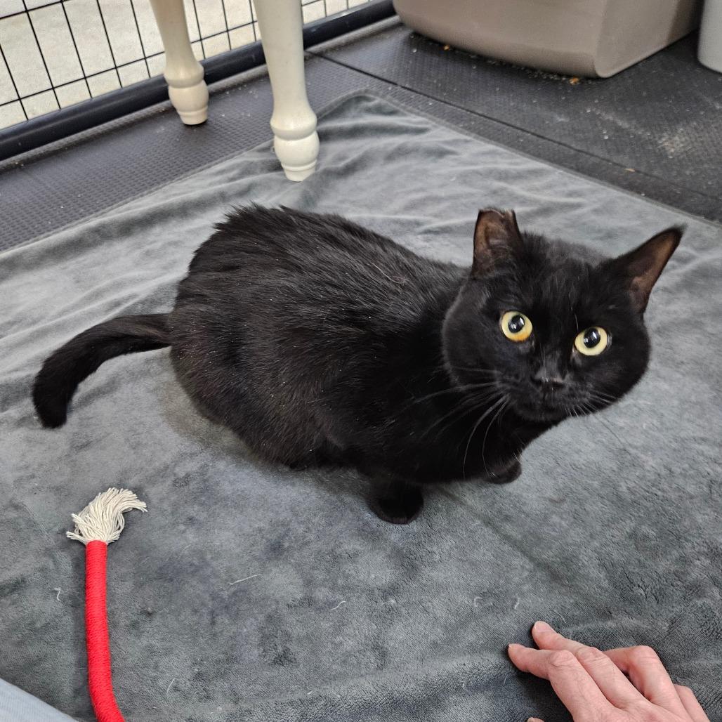 Enlarge Tilly-dark pink collar, a Adoptable Domestic Short Hair in Monroe, MI image 2/3